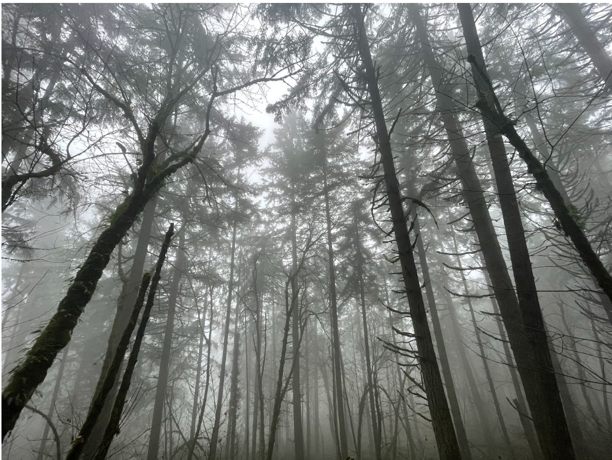 A black and white image of a forest full of trees. 